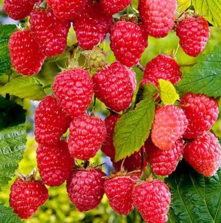 Малина Стільник