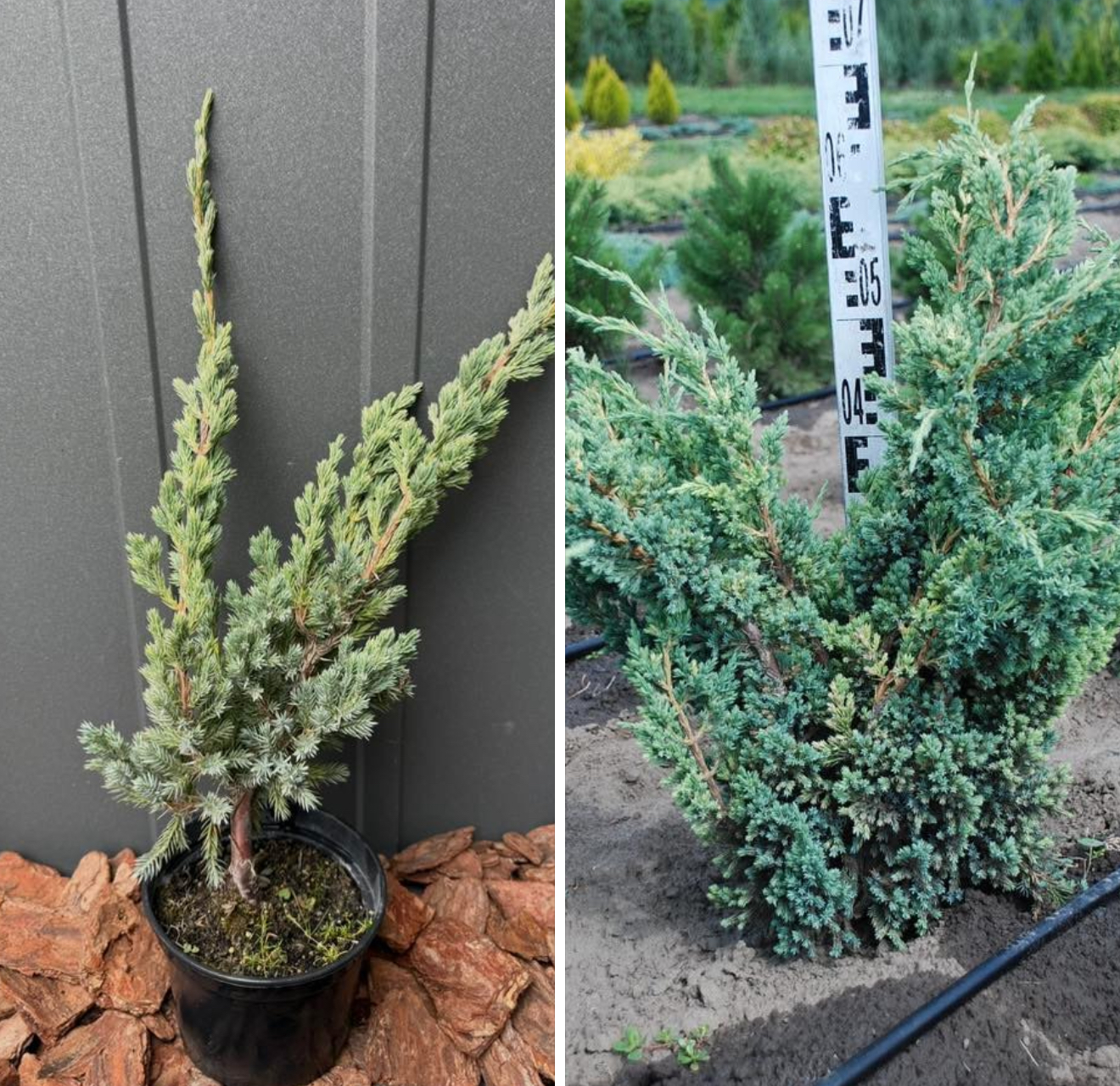 Ялівець меєрі