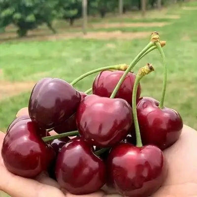 Черешня Чкалова