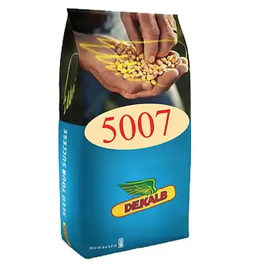 Насіння кукурудзи ДКС 5007 Монсанто ФАО 440 Кукурудза високої врожайності