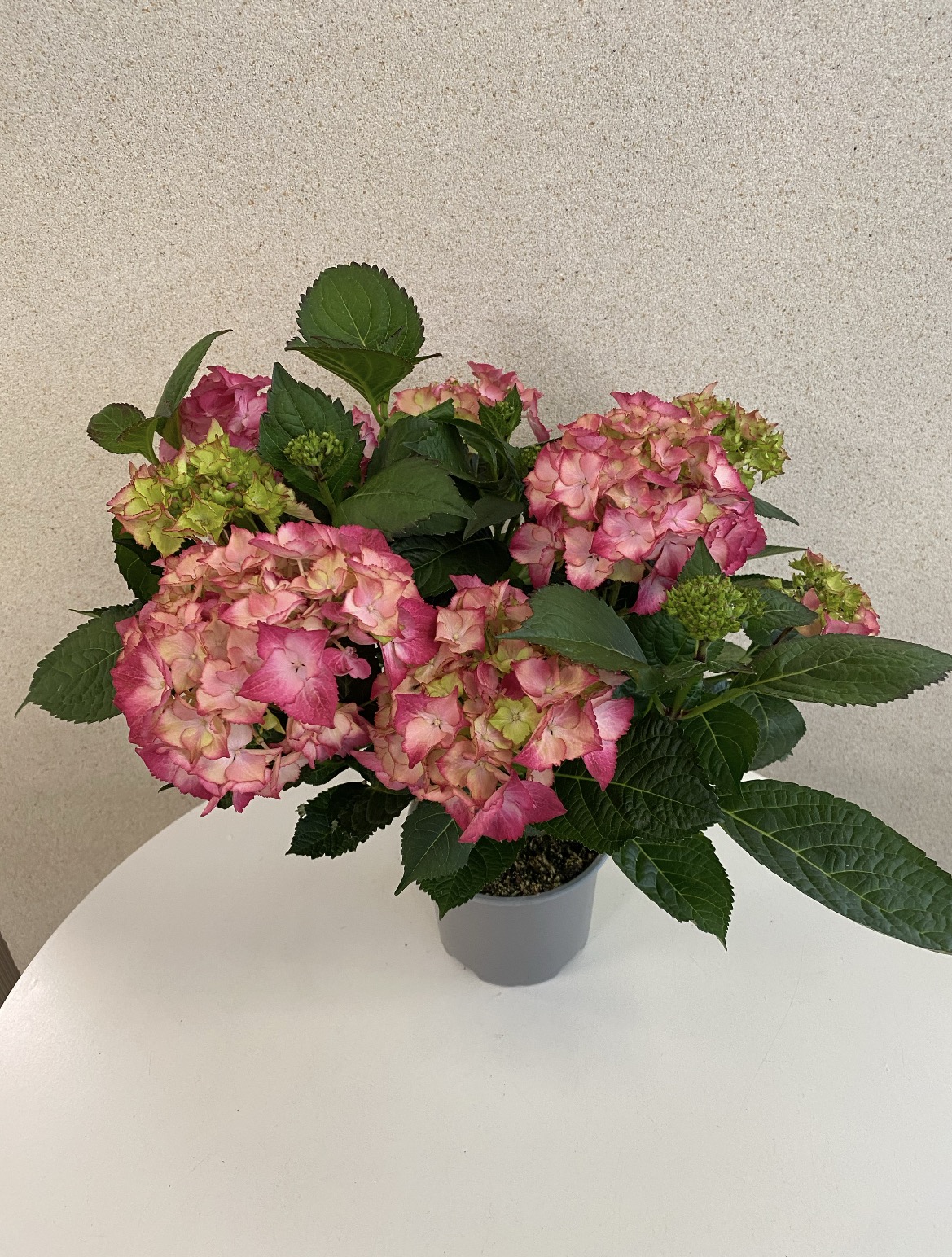 Hydrangea