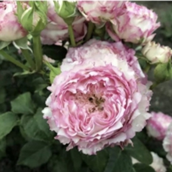 КАНТРІ СПІРІТ ЛЕДІ (Country Spirit Lady) ч/г