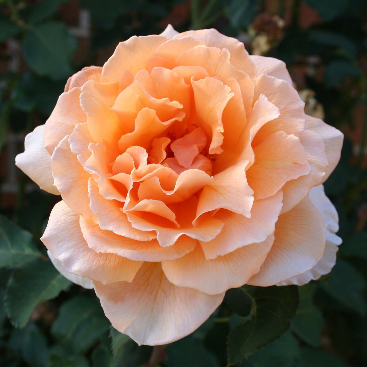 Джаст Джой (Just Joey)