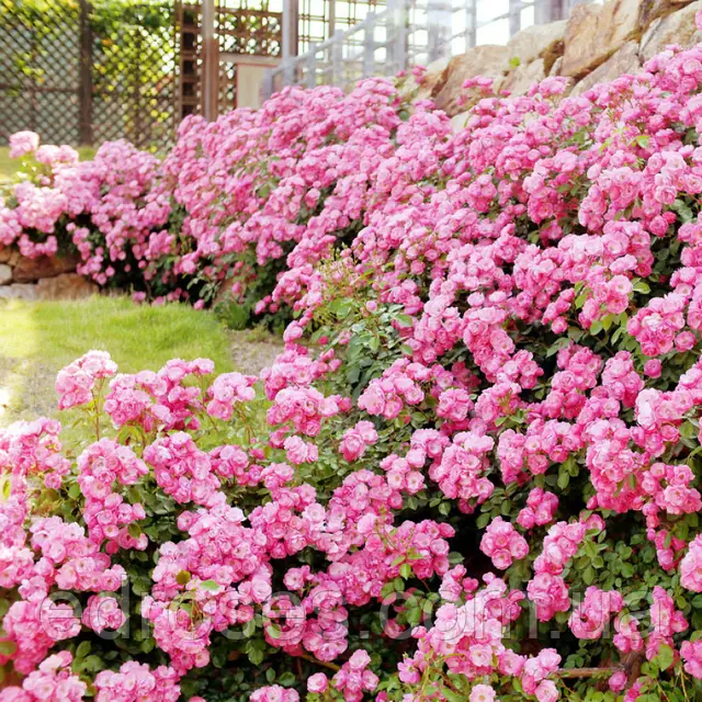 Ангела — Angela