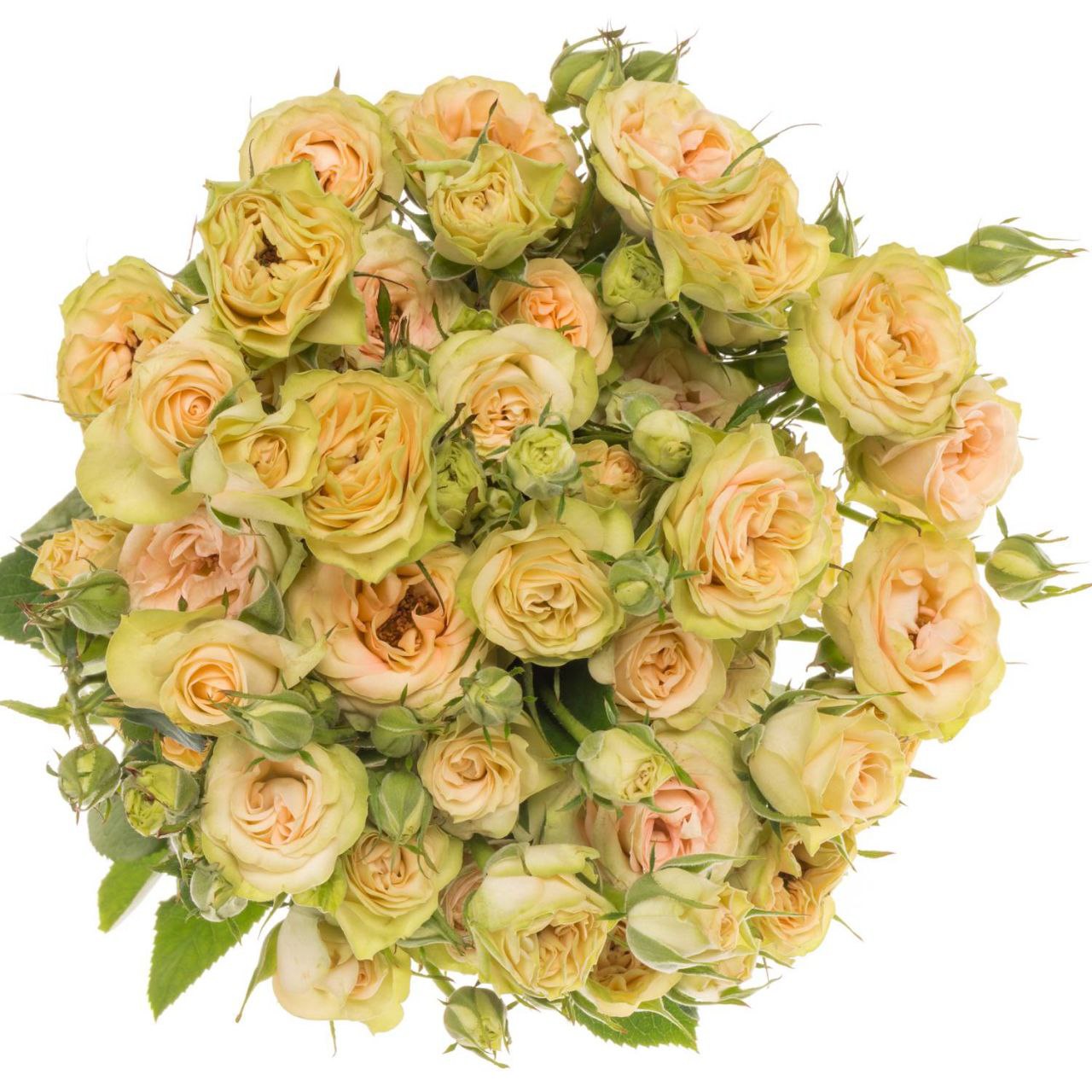 Лімузин (Limousine)