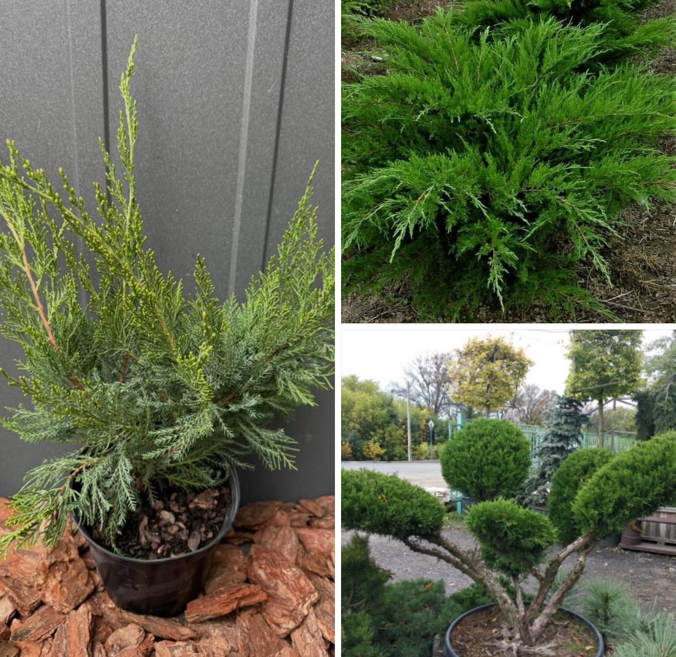 Ялівець мінт Джулеп