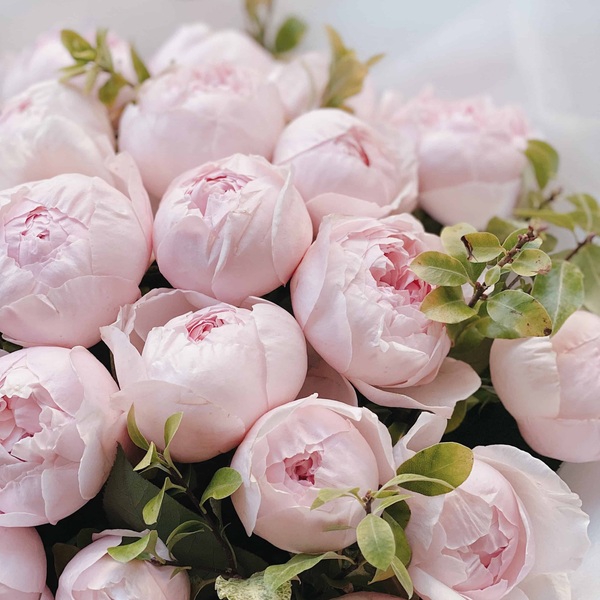 Піоні Пінк — Peony Pink