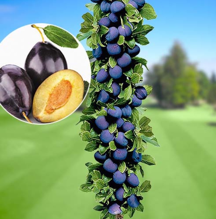 Колоновидна слива Імперіал