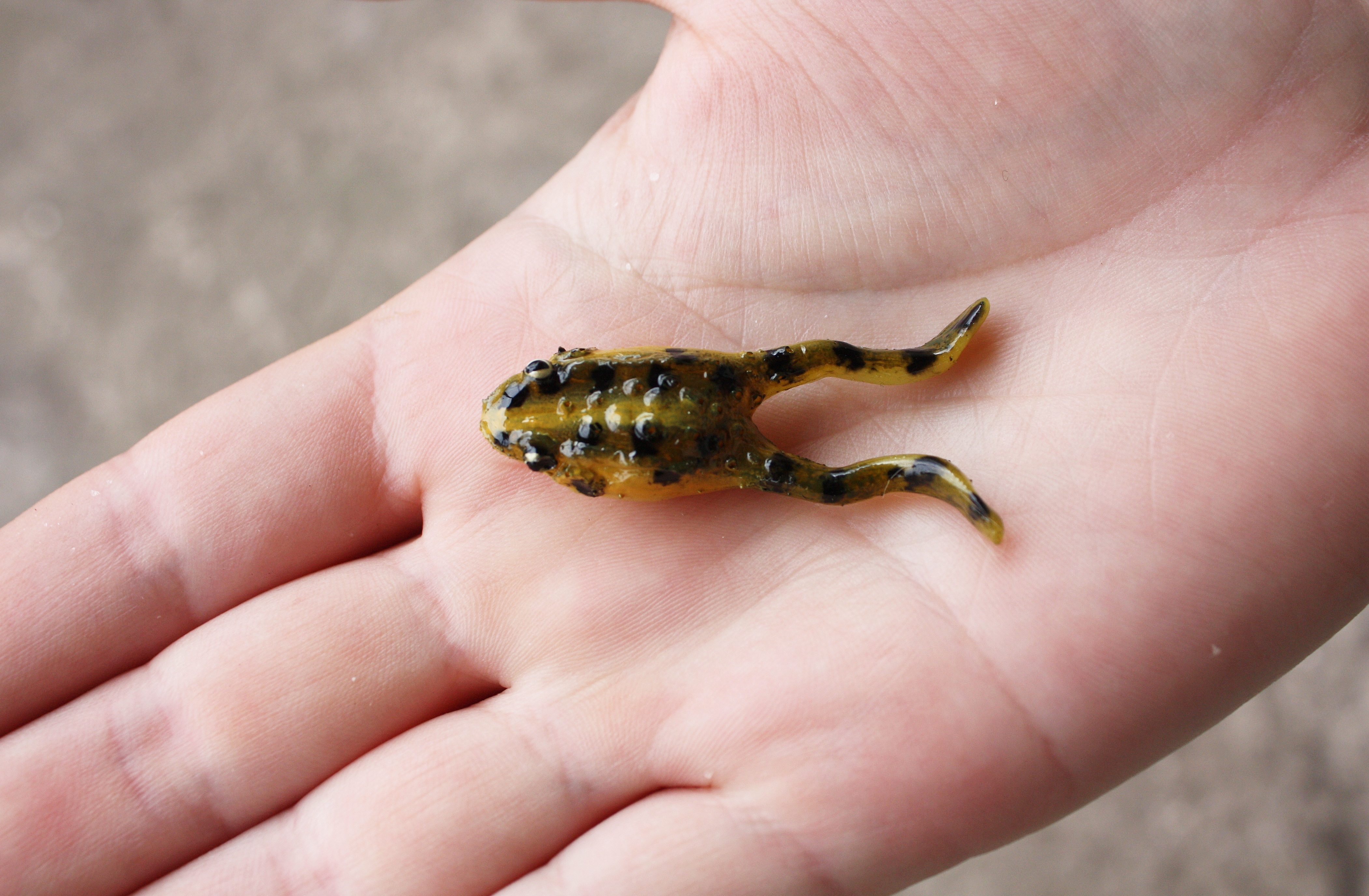 A&S Baby Frog 2 (50мм) Dark Watermelon