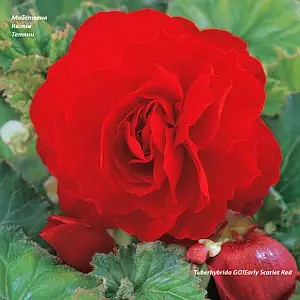 Бегонія Tuberhybrida GO!Early Scarlet Red (касетна розсада)
