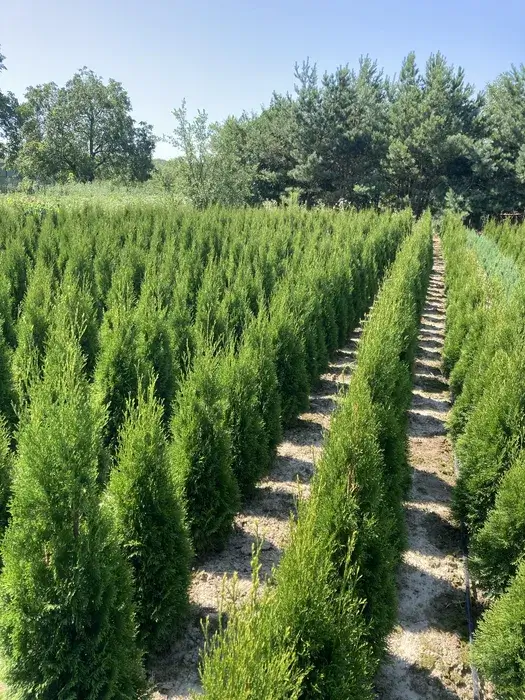 Туя смарагд в комі,мішковина 100-120см