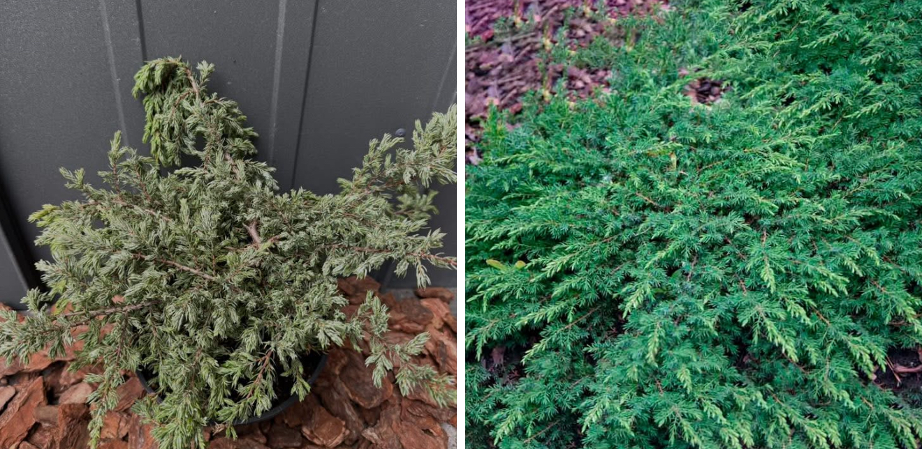 Ялівець репанда 3 л