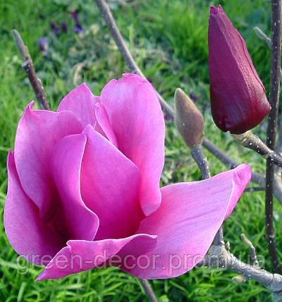 Магнолія Аметист Флейм Magnolia 'Amethyst Flame / h 160