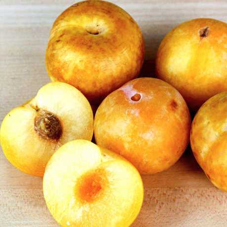 Слива Флавор Квін