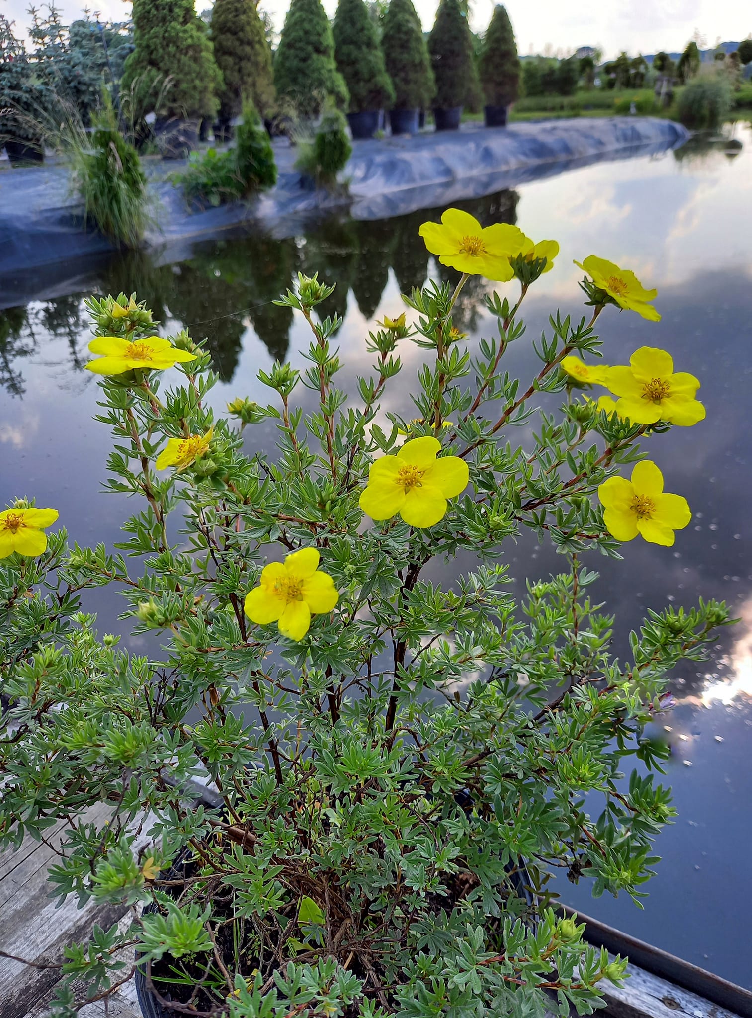 Лапчатка (Potentilla)