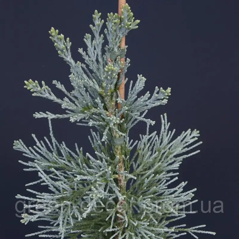 Секвоядендрон гігантум Павер Блю Sequoiadendron giganteum ‘Powder Blue’ /h 60