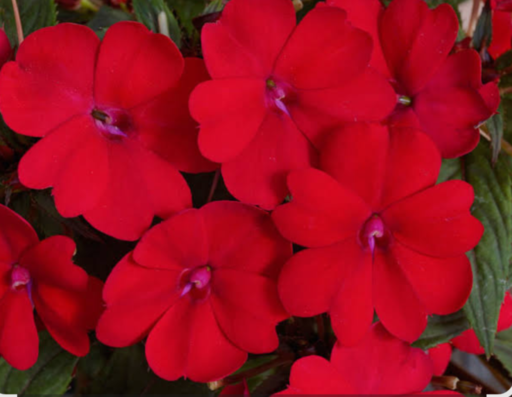 Бальзамін Новогвінейський Імпатієнс Sunpatiens Vigorous Peach Candy (касетна розсада)