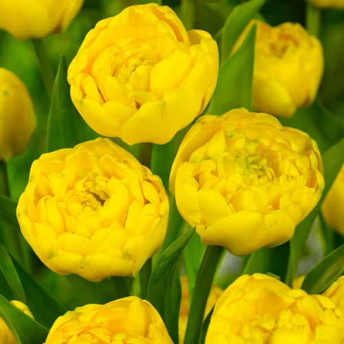 Тюльпан Махровий Yellow Pomponnette