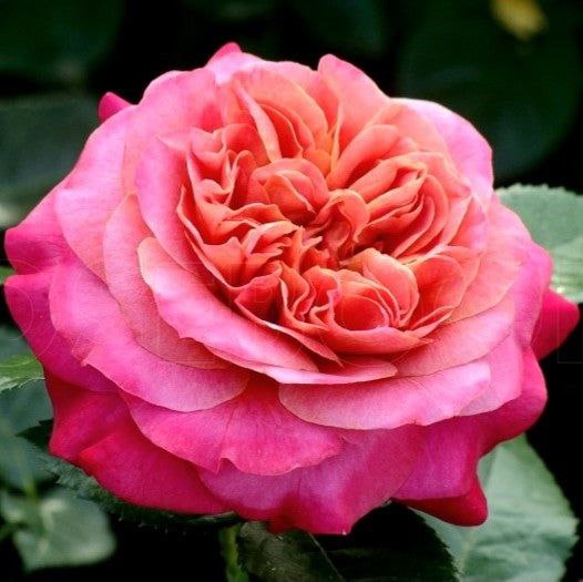 Сурір де Довіль (Sourire de Deauville)