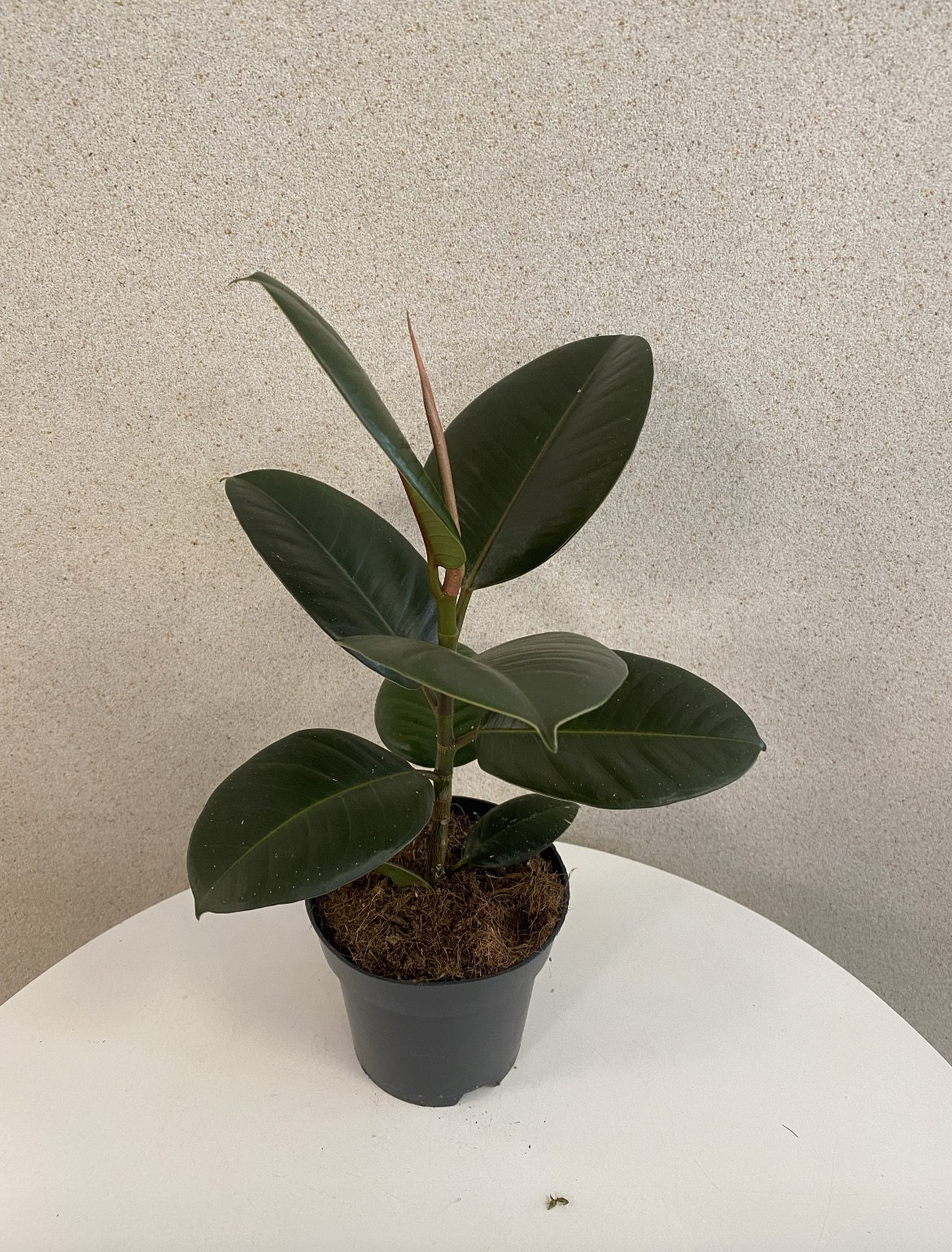 Ficus
