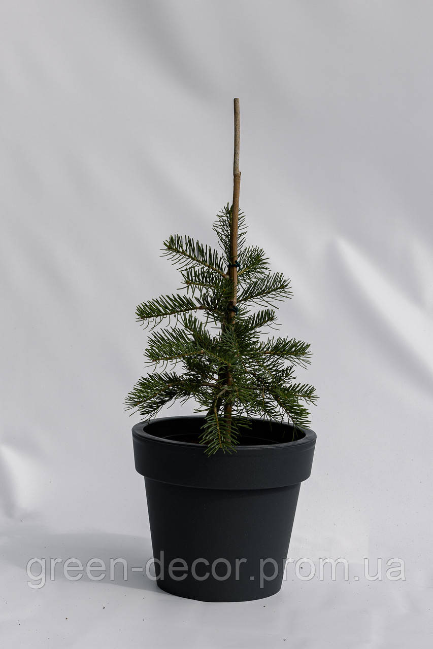 Ялиця одноколірна Вінтерголд Abies concolor Wintergold / h 30-40