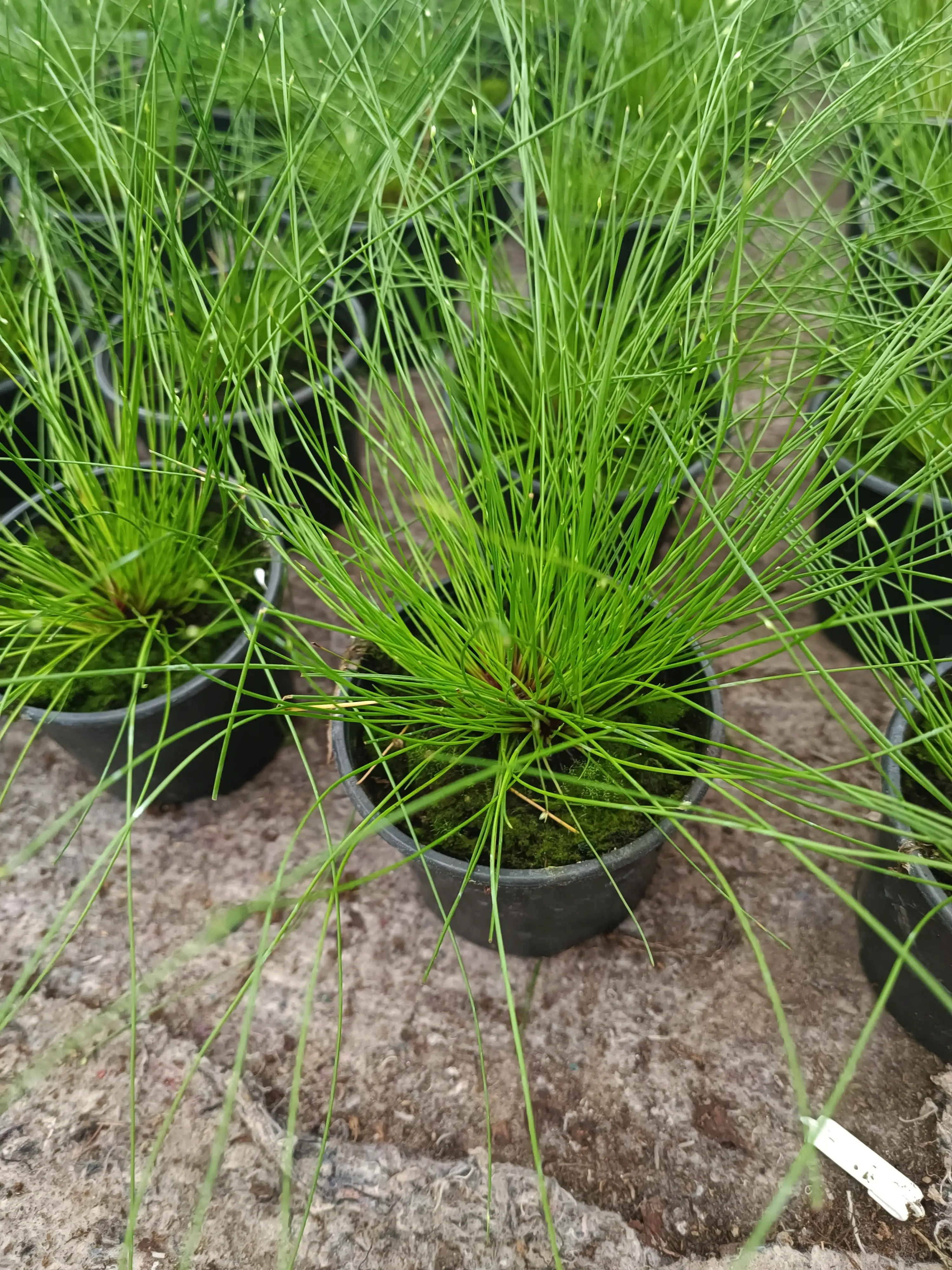 Ізолепіс" Бризки шампанського" (касетна розсада)