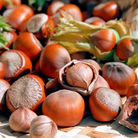 Фундук Трапезунд