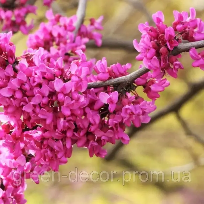 Церцис канадський "Ред Форс" Cercis canadensis ‘Red Force’  /h100-125