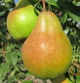 Груша Яблунівська