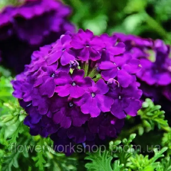 Вербена Empress Sun Violet  ( в горщику )