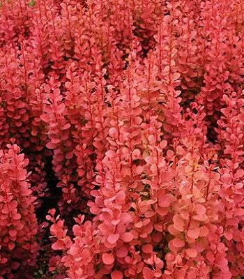 🌿 Барбарис "Orange Fire" (Berberis thunbergii "Orange Fire")
