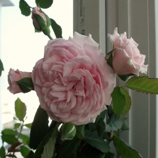 Луїз де Марільяк — Louise de Marillac