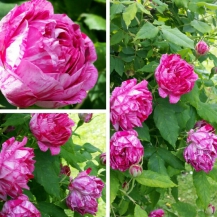 Комендант Борепер (Красавчик із Анжу) Commandant Beaurepaire ( Panachée d Angers )