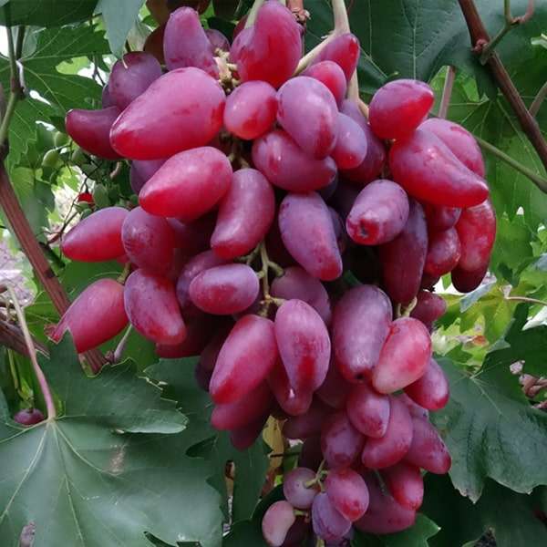 Дубовський розовий