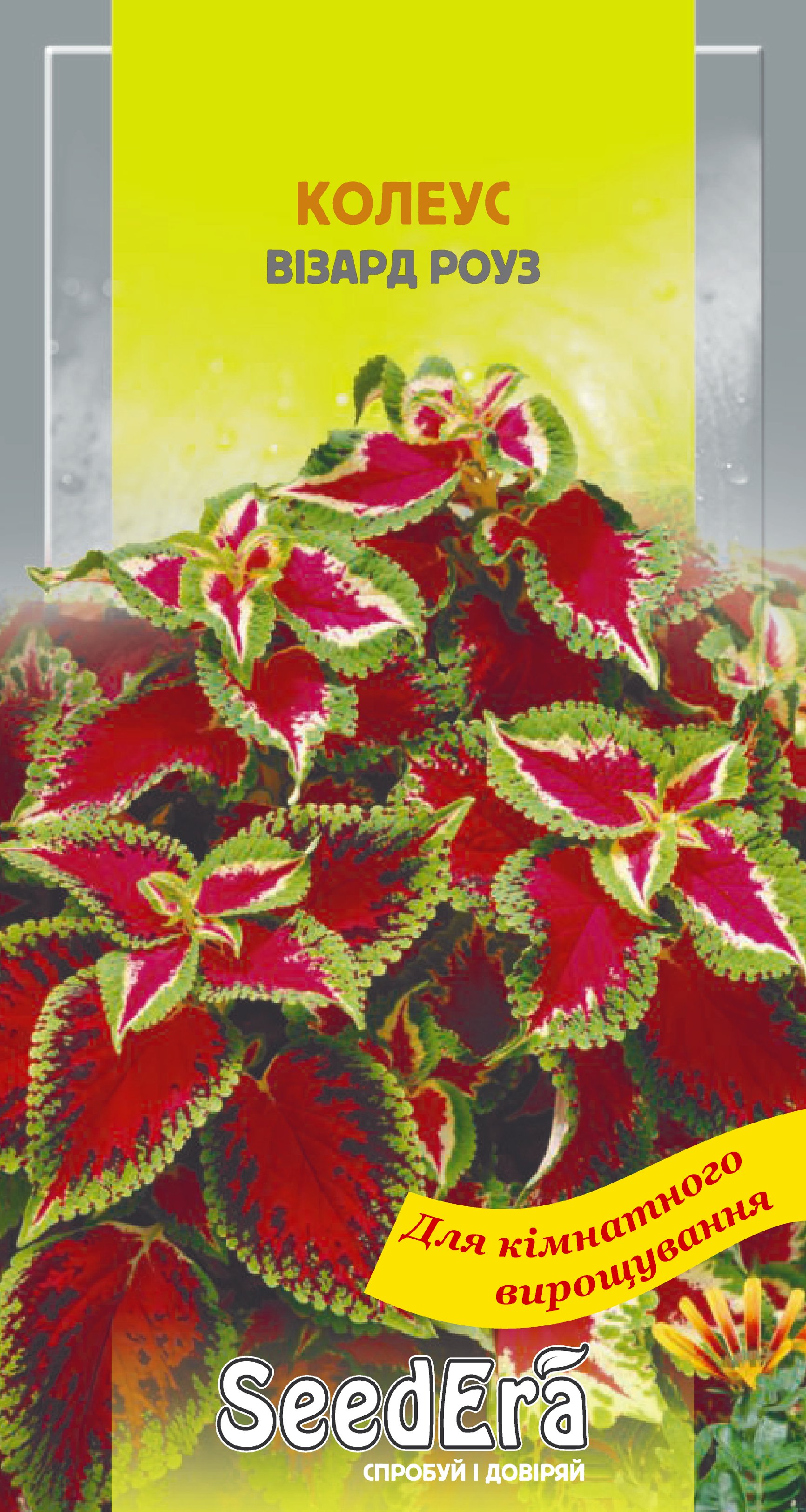 Насіння Міні-кімнатні Квіти Колеус Візард Роуз, 10шт