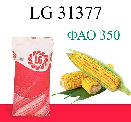 Насіння кукурудзи LG 31377 Limagrain ФАО 350 Кукурудза високої врожайності
