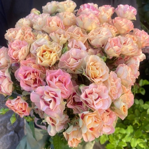 Шираз — Shiraz