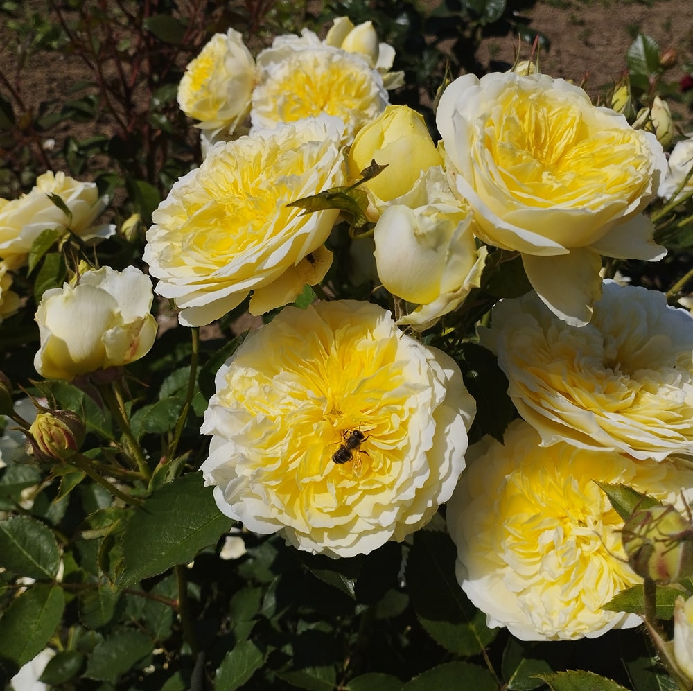 Пілігрим (Piligrim)