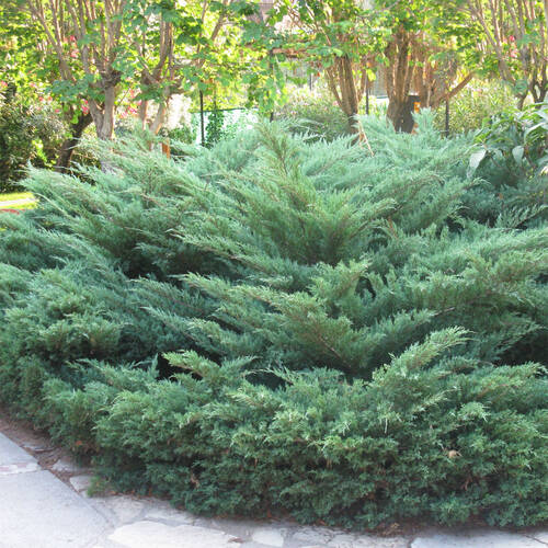 Ялівець горизонтальний Blue Danube