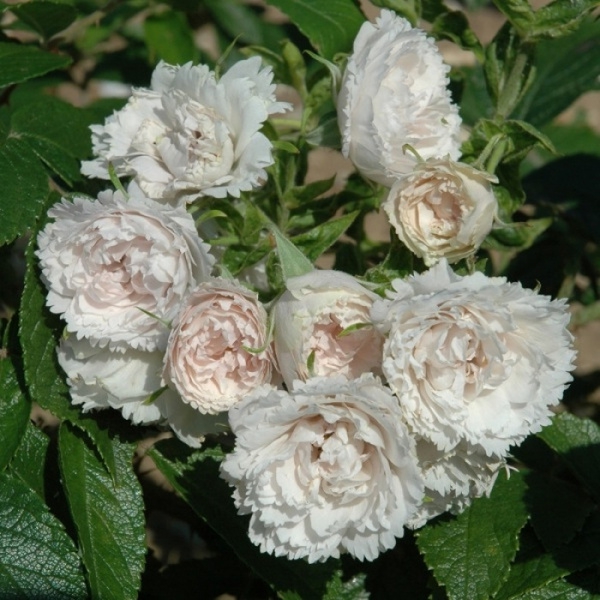 Вайт Гротендорст — White Grootendorst (ругоза)