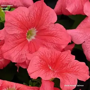Петунія grandiflora Pacta Parade Salmon (касетна розсада)