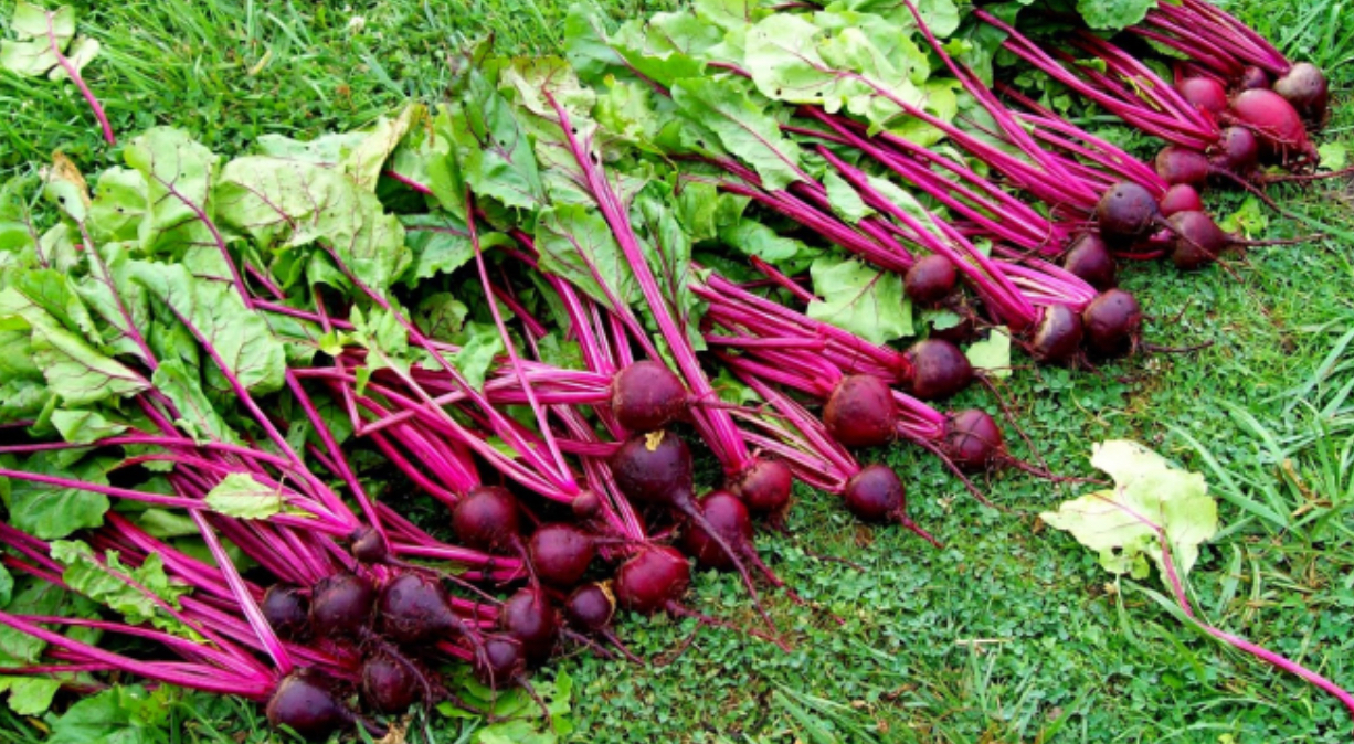 Буряк мулатка шоколадка 3 г