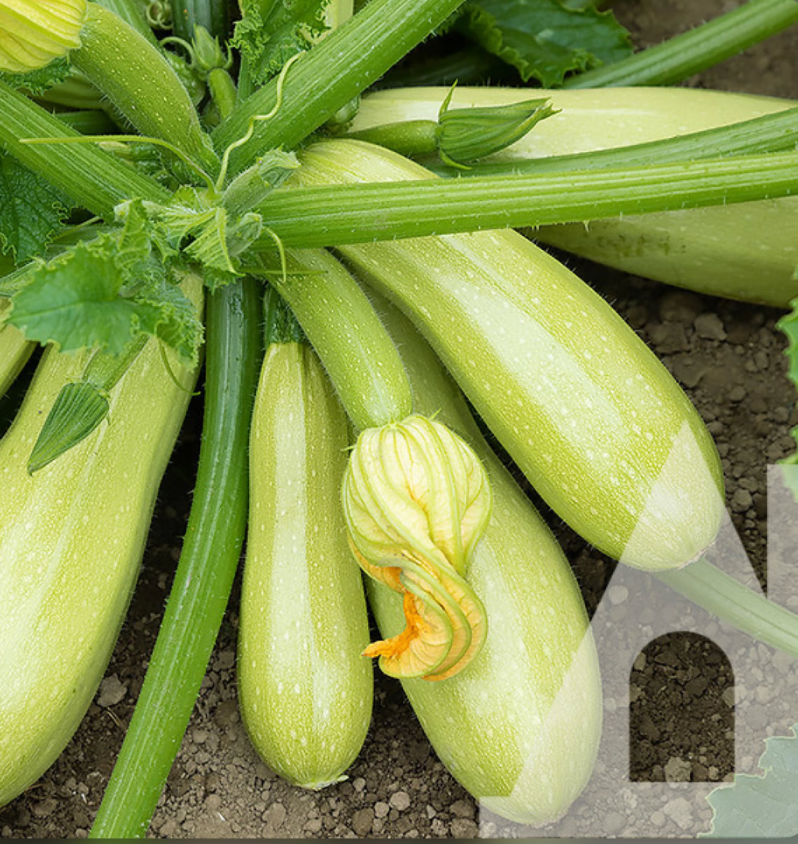 Кабачок чаклун f1 суперранній 20 г