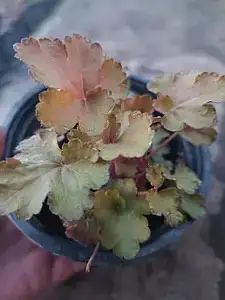 Гейхера Rockies Amber у горщику р.12