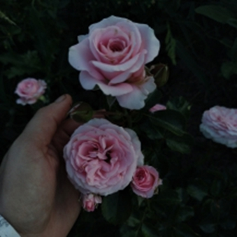 Белла Лінда Пінк (Bella Linda Pink) міні, спрей