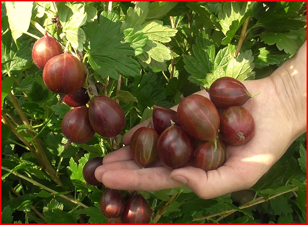 Аґрус Зіркогляд