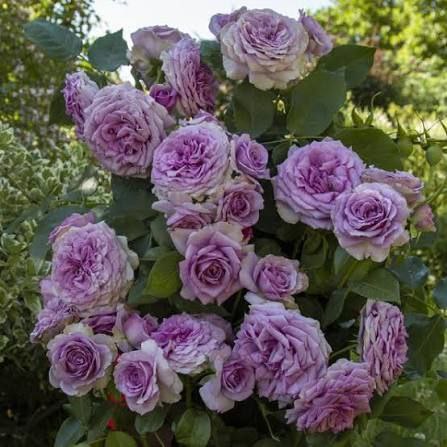 Квіксільвер (Quicksilver)