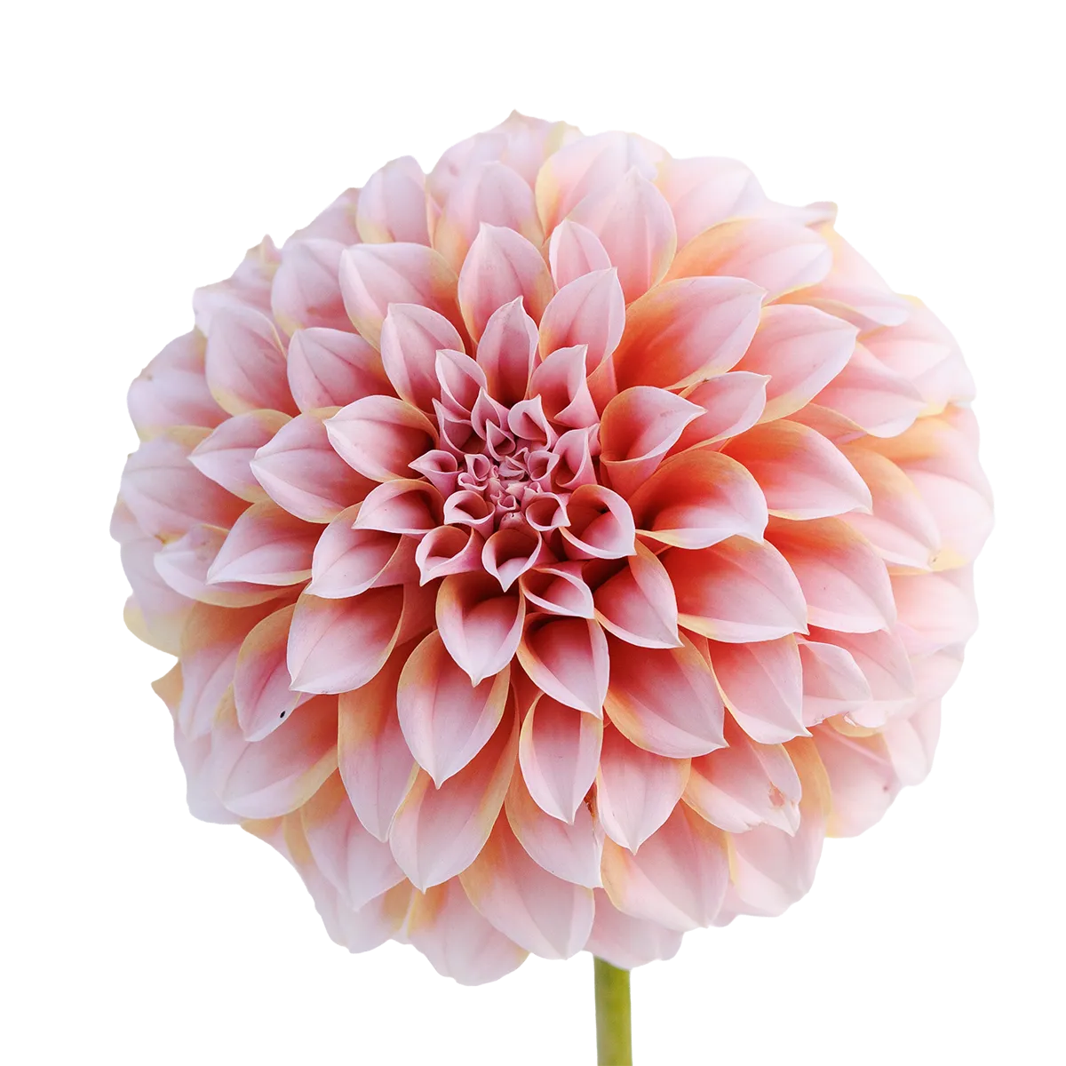 Peach and Cream