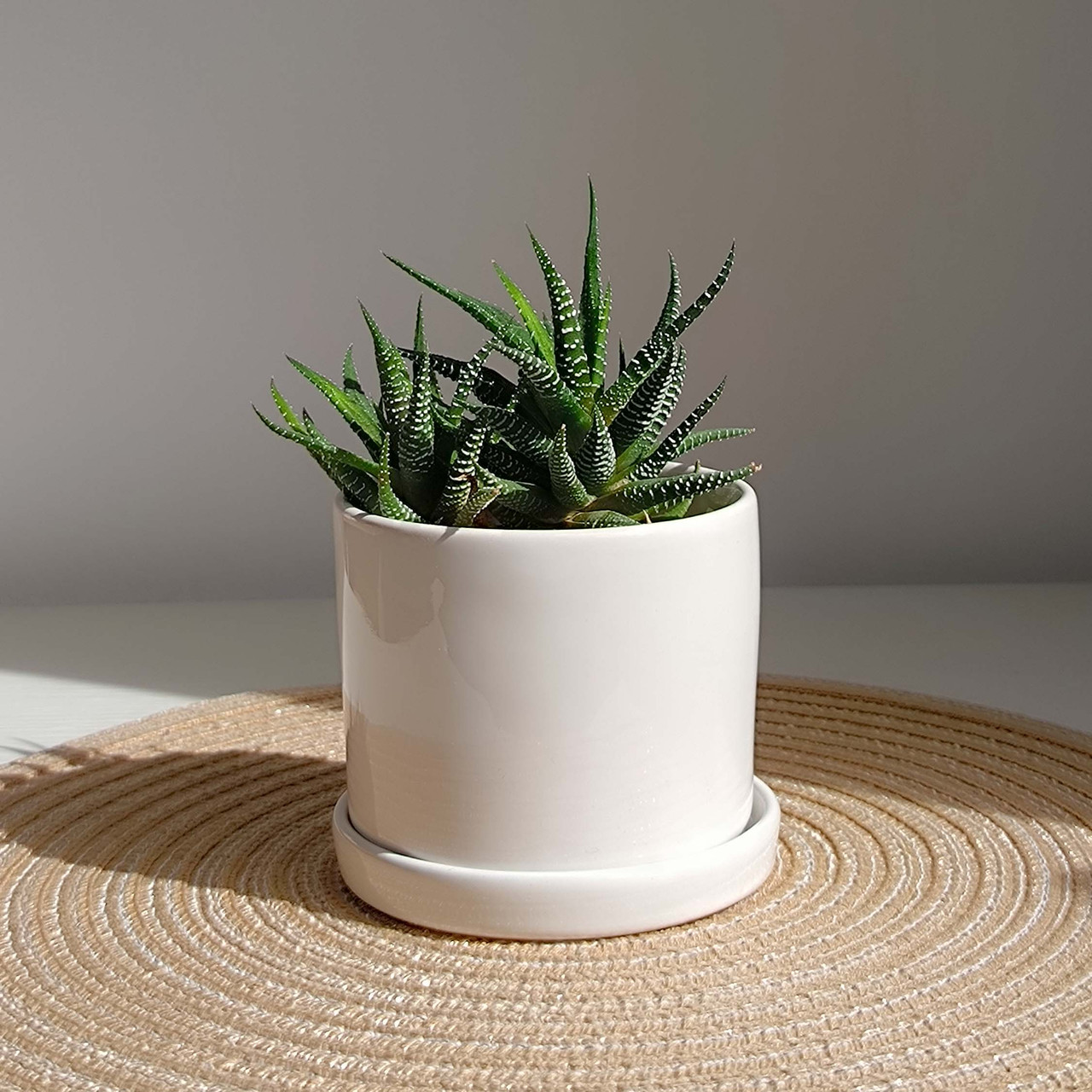 Горщик Цикорій міні 0,220 л p016