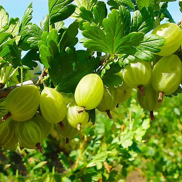 Аґрус Сніжана